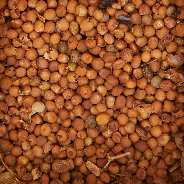 Foto van collectie itemSemen sinapi albi (wit mosterdzaad)