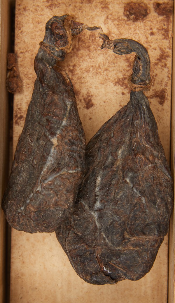 Foto van collectie itemCastoreum (bevergeil)